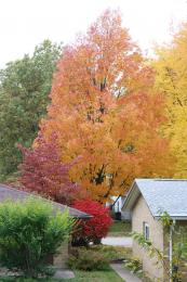 Colored Trees Picture